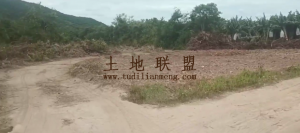 昌江90亩林地交通便利租金五年一付