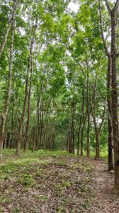 海口220亩红土林地土壤肥沃可分期付