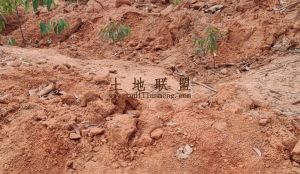 文昌330亩林地租金十年一付交通便利