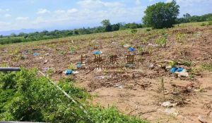 昌江210亩短期种植地出租水电设施齐全