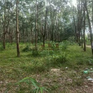 乐东300亩林地短期出租土壤肥沃