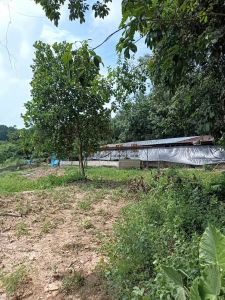 白沙40亩一般耕地转让租金105元/亩/年