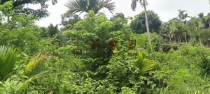 陵水90亩林地租金80元/亩一年一付