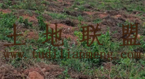 东方160短期种植地出租水源充足交通便利