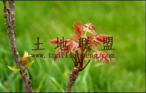 屯昌30亩香椿园基地转让接手管理就有收益