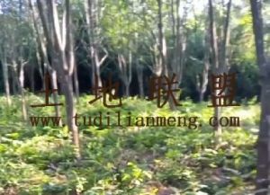 东方200亩林地水源充足交通便利