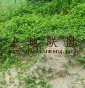 陵水100亩林地位置优越水源充足