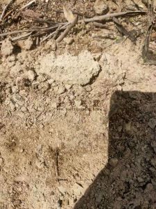 儋州1300亩水库边林地交通便利