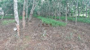 定安农场20亩橡胶林地可以更名租金150元/亩/年