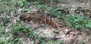 儋州70亩林地租金550元/亩/年可以五年一付