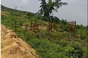 乐东40亩林地土壤肥沃交通便利