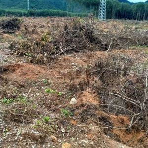 昌江280亩短期种植地设施齐可以随时进场