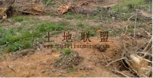 昌江135亩短期种植水电设施齐全可以随时进场耕种