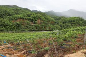 五指山80亩百香果基地设施齐全接手就可种植