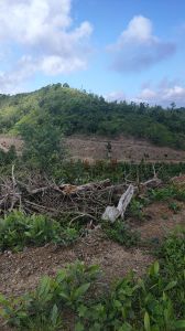 琼海200亩林地租金120元/亩/年一年 一付