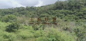 陵水1000亩林地租金50元/亩/年一年一付