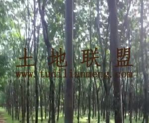 儋州78亩林地交通便利租金600一亩一年