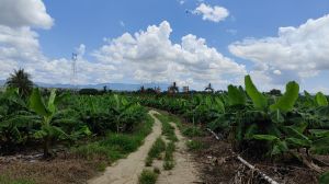 陵水90亩林地水电设施齐全可以随时进场耕种