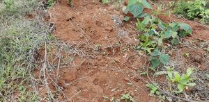 澄迈130亩红土种植租金400元/亩/年