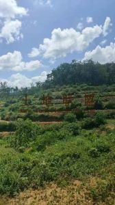 琼中150亩临近高速路边林地水源充足