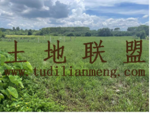 澄迈100亩基本农田价格750元/亩/年可以分期付款