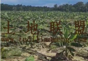 乐东70亩短期种植地出租水电设施齐全