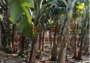 陵水50亩香蕉园转让租金150元/亩/年一年一付