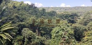 保亭300亩林地土壤肥沃租金650元/亩/年非常适合种植榴莲