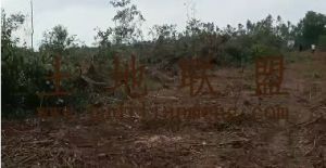 临高300亩林地租金450元/亩/年水源充足