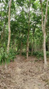 三亚1100亩临近水库边林地租金两年一付