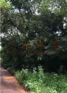 海口琼山区21亩苗圃转让位置优越