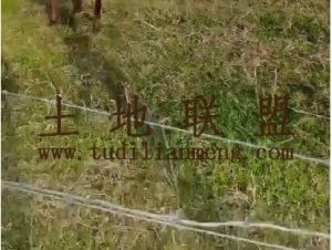 东方100亩基本农田短期出租可以一年一付