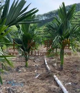 乐东120亩槟榔园转让28年合同租金已付清