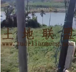 陵水140亩菠萝蜜园租金250元/亩/年一年一付