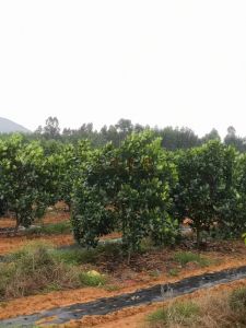 昌江500亩榴莲蜜园租金550元/亩/年五年一付