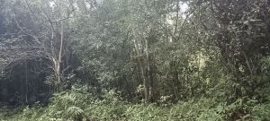 保亭22亩山坡林地没有租金转让费只要8万