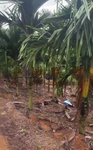 乐光35亩槟榔园长势旺盛接手管理就有收益