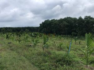 定安160亩槟榔园转让租金150元/亩/年