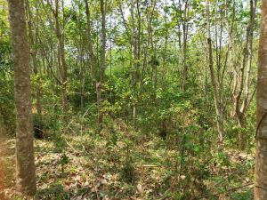 五指山40亩农场林地交通便利土壤肥沃