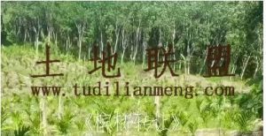 乐东50亩槟榔园转让交通便利租金600元一亩十年一付