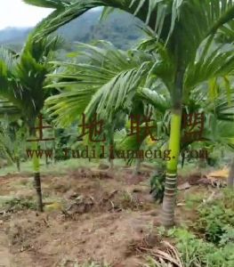 屯昌120亩槟榔园租金110元/亩/年一年一付