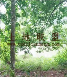 白沙90亩林地水源充足土壤肥沃