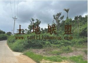 万宁20亩农场林地转让租金65元/亩/年交通便利