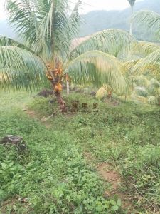 陵水300亩椰子园转让租金150元/亩/年一年一付