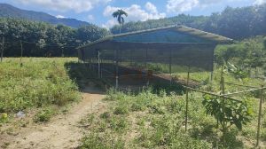 万宁16亩林地租金已付清设施齐全交通便利