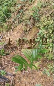 保亭10亩林地租金380元/亩/年转让费18万