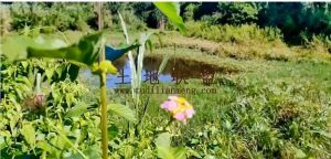 儋州农场29亩林地租金120元/亩/年