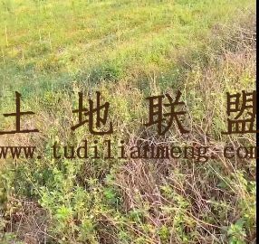 儋州370亩短期地出租付款方式可以年付