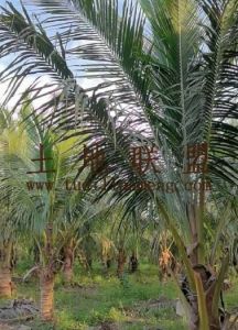 澄迈55亩椰子园转让租金已付清位置优越