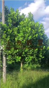 保亭80亩果园转让设施齐全 租金400元/亩/年